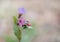 Closeup of a pink and lilac colored common lungwort