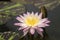 Closeup pink lotus  blooming , lotuses with green leaves on lake,Thailand