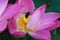 Closeup of pink lotus flower with bugs in the pond. Black bug on carpellary receptacle of Lotus flowers
