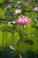 Closeup of pink lotus flowers, lotus roots and leaves in pond in summer