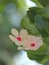 Closeup pink Madagascar periwinkle flowers in garden