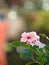 Closeup pink Madagascar periwinkle flowers in garden
