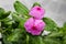 Closeup of pink Madagascar periwinkle,Rose periwinkle with rain