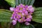 Closeup pink magenta flowers with yellow pollen of Phyllagathis