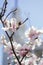 Closeup pink magnolia symbol of spring oriental flower festival japan background