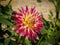 Closeup of a pink multicolor spiky cactus Dahlia with double-flowering bloom