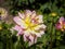 Closeup of a pink multicolored double blooming Dahlia flower