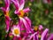 Closeup of a pink orchid Dahlia flower with feeding bumble bee