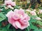 Closeup of pink peony flower, Luoyang, China