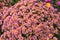 Closeup of pink perennial asters blooming and blossoming in private and secluded backyard. Vibrant bright colorful