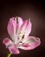 Closeup of a Pink Peruvian Lily Flower