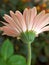 Closeup pink petal of Gerber daisy flower