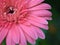 Closeup pink petal of Gerbera daisy flower ,Transvaal in garden with blurred background