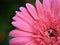 Closeup pink petal of Gerbera daisy flower ,Transvaal in garden with blurred background