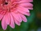 Closeup pink petal of Gerbera daisy flower ,Transvaal in garden with blurred background
