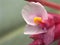 Closeup pink petals of flower plants in garden with blurred background ,macro image , sweet color