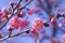 closeup pink plum blossom flowers buds branches blue sky background early spring, selective focus, ume,