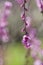 closeup pink plum blossom flowers buds branches tender green background early spring, selective focus, ume, mei