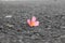 Closeup of Pink Plumeria flowers on grey asphalt road. Frangipani on the floor