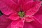 Closeup of a Pink Poinsettia Plant sprinkled with glitter