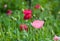 Closeup of pink poppy flower.