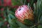 Closeup of pink protea flower with nature background