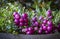Closeup of pink purple berries of Pernettya mucronata known as prickly heath or chilean spanish evergreen shrub