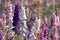 Closeup of pink and purple delphiniums in field at Wick, Pershore, Worcestershire, UK. Petals are used to make wedding confetti.