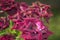 Closeup of pink and purple roses and blurry background