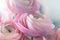 Closeup of pink ranunculus