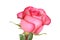 Closeup pink and red rose