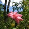 Closeup of pink rose in a colorful garden with plants and flowers with blue sky background.