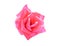 Closeup pink rose flower on isolated white background for decoration your work.