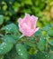 Closeup of a Pink Rose Flower and Morning Dewdrops