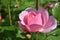 Closeup of a pink rose in a garden
