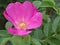 Closeup pink rose Rosa majalis flowers in garden with soft focus and green blurred background