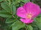 Closeup pink rose Rosa majalis flowers in garden with soft focus and green blurred background