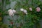 Closeup of pink roses glowing in a shrub in a garden