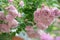 Closeup of pink roses glowing in a shrub in a garden