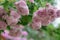 Closeup of pink roses glowing in a shrub in a garden