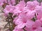 Closeup pink Ruellia ,wild petunias flowers in garden