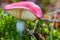Closeup pink russula in moss