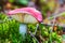 Closeup pink russula in moss