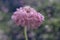 Closeup of pink Scabiosa Candy Scoop