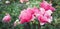Closeup of pink shrub roses against green foliage background