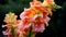 Closeup Pink Snapdragon or dragon flowers. AI Generative