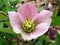 Closeup of pink speckled hellebore Lenton Rose flower