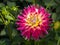 Closeup of a pink spiky cactus Dahlia with double-flowering bloom