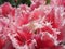 Closeup of pink streaked tulips in spring