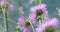 Closeup of pink thistle flowers